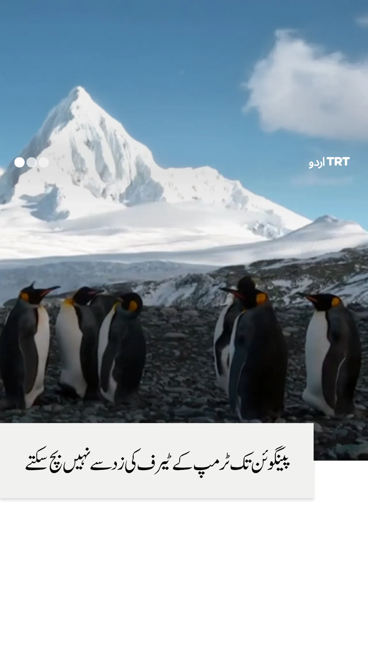 پینگوئن تک ٹرمپ کے ٹیرف کی زد سے محفوظ نہیں